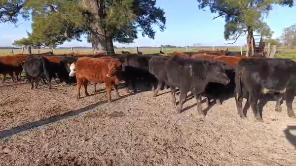 Lote 42 Terneros