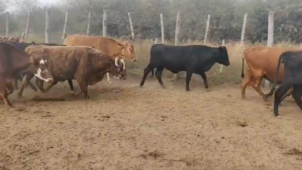 Lote 35 Vacas de invernar en Quimilí, Santiago del Estero