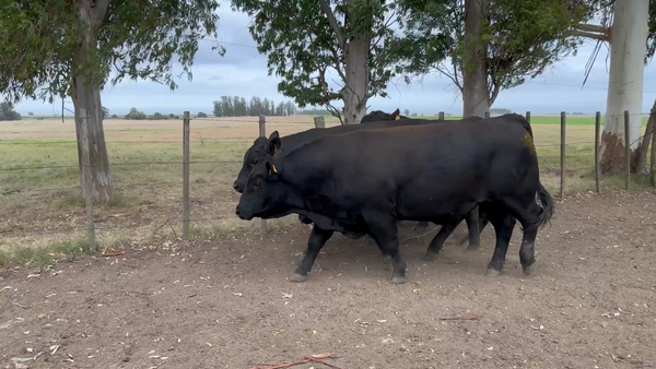 Lote 4 Toros SA en Fray Marcos, Florida