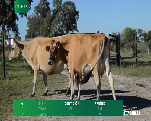 Lote VACAS EN PRODUCCIÓN PI