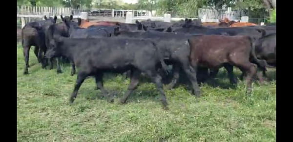 Lote 60 Terneros en Villaguay, Entre Ríos