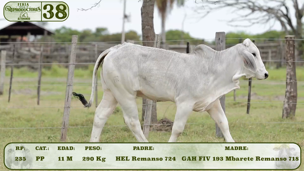 Lote LOTE 38