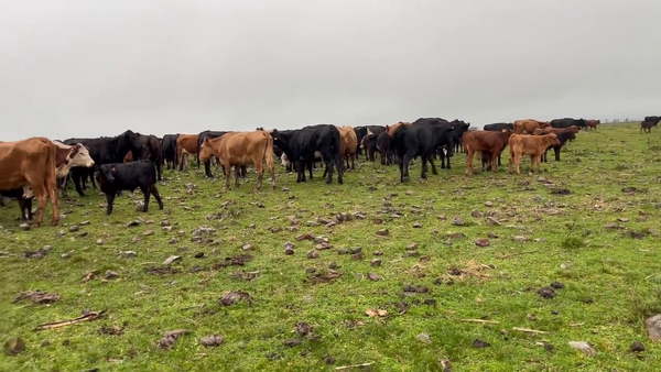 Lote Piezas de Cría