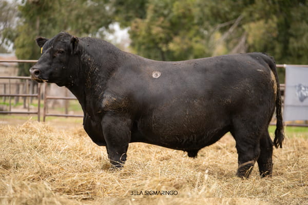 Lote TOROS ANGUS  PP