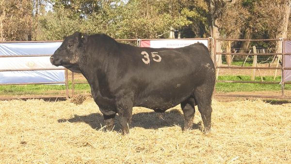 Lote TOROS ANGUS NEGROS  PC