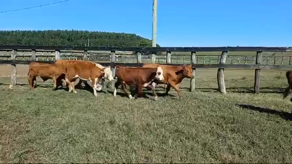 Lote 100 Terneros en Ubajay, Entre Ríos