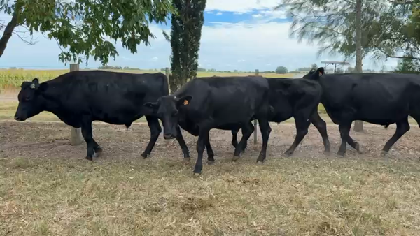 Lote NOVILLOS 1 a 2 AÑOS