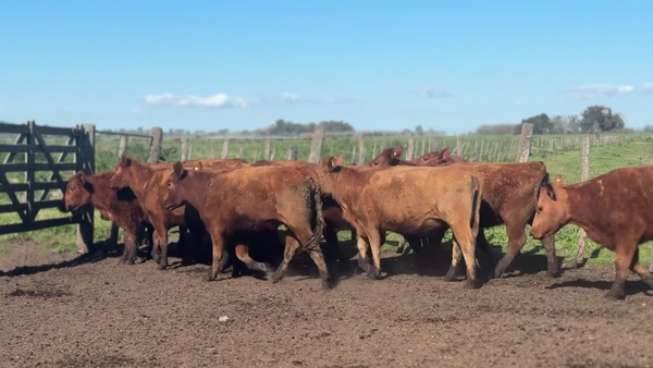 Lote 7 Vaquillonas C/ cria PC