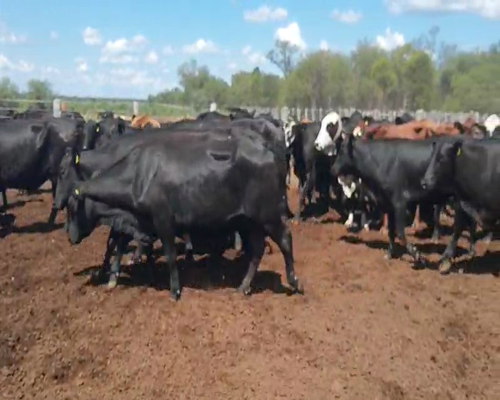 Lote 48 Vacas en Quimilí, Santiago del Estero