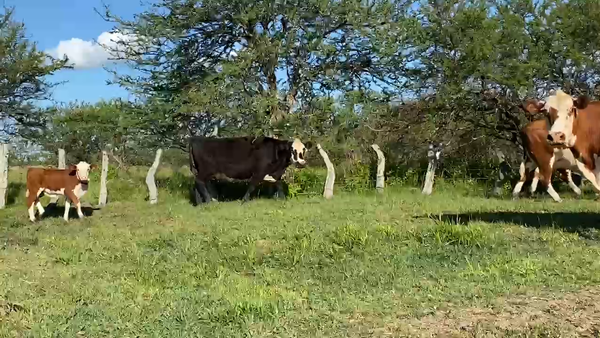Lote 200 Vacas CUT con cría
