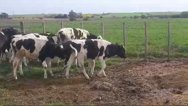 Lote (Vendido)14 Terneros Holando HOLANDO 145kg -  en SANTA ROSA