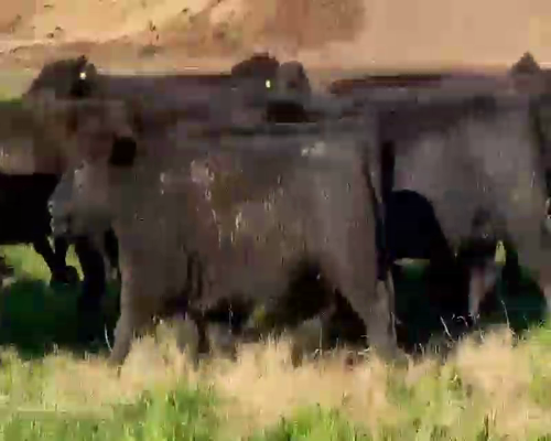 Lote 70 Terneras en Dolores, Buenos Aires