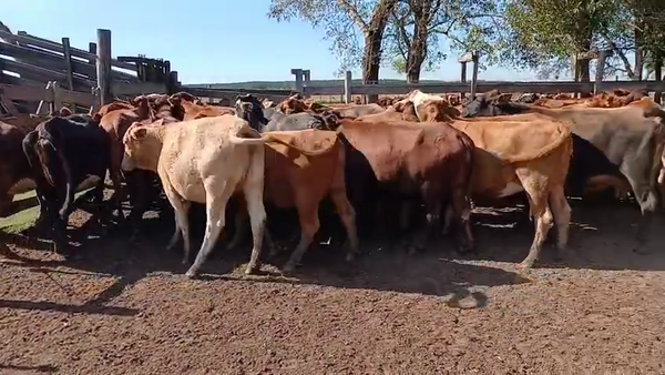 Lote 55 Vacas C/ gtia de preñez