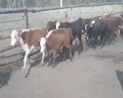 Lote 80 Terneros en Bella Vista, Corrientes