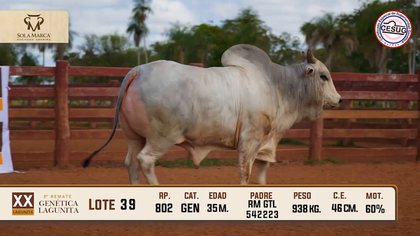 Lote Lote 39