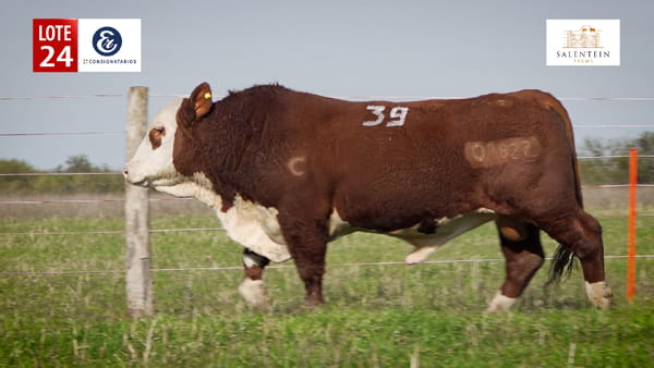 Lote LOTE 24 - TOROS BRAFORD NO. 39