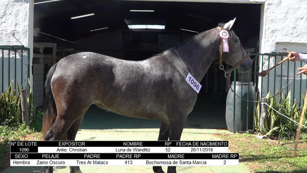 Lote CRIOLLOS EXPO INTERNACIONAL 2022 RP 52 - LOTE 6