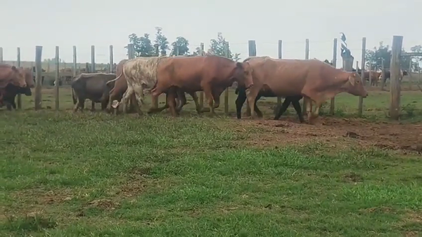 Lote 65 Vacas de invernar