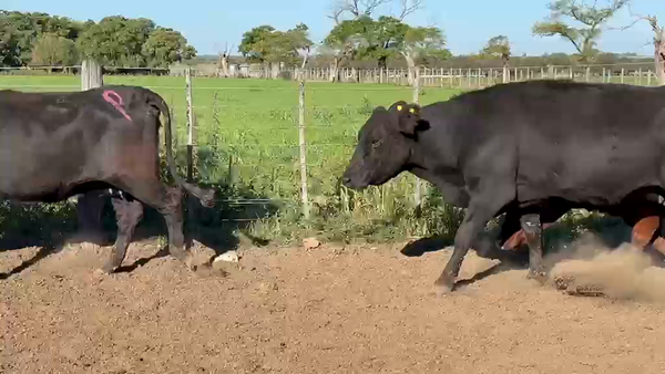 Lote 70 Vacas preñadas en Santa Fe, Esperanza