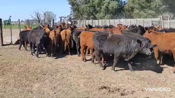 Lote 67 Novillitos en Magdalena, Buenos Aires