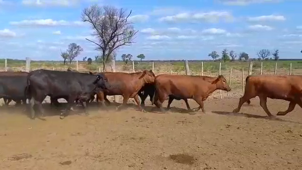 Lote 30 Vacas nuevas C/ gtia de preñez en Las Lomitas, Formosa
