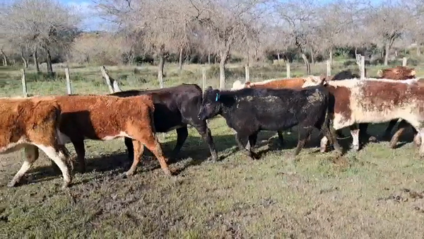 Lote VAQUILLONAS 1  A 2 AÑOS