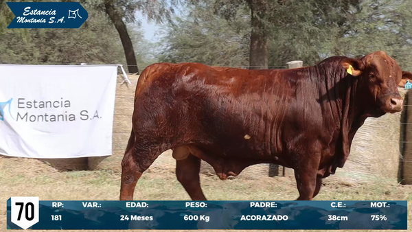 Lote LOTE 70