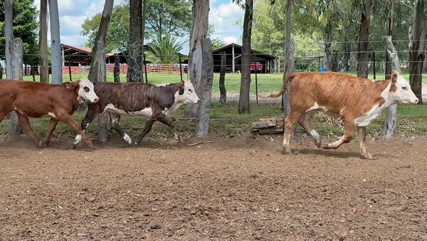Lote 135 Terneras