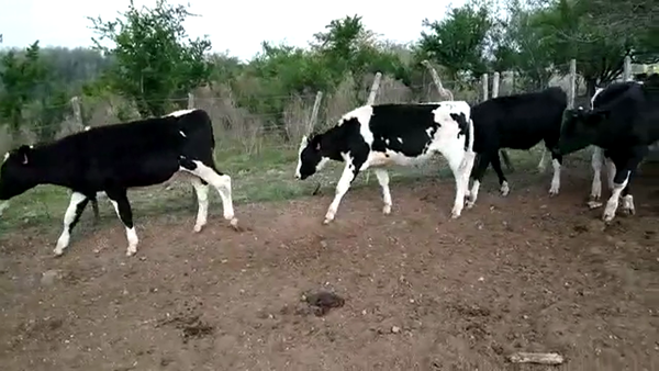 Lote TERNEROS HOLANDO