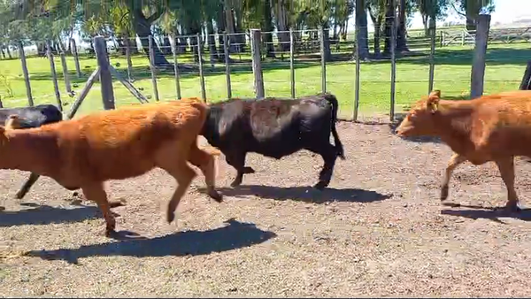 Lote 70 Terneras en Saladillo