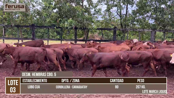 Lote LOTE 3