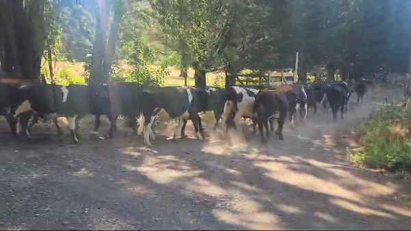 Lote 110 Novillo Engorda en Cunco, IX Región Araucanía