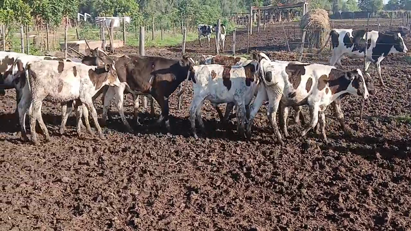 Lote 35 Terneros Holando Argentino en Sunchales, Santa Fe