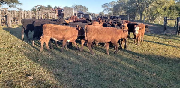 Lote 75 Terneros en Villaguay, Entre Ríos