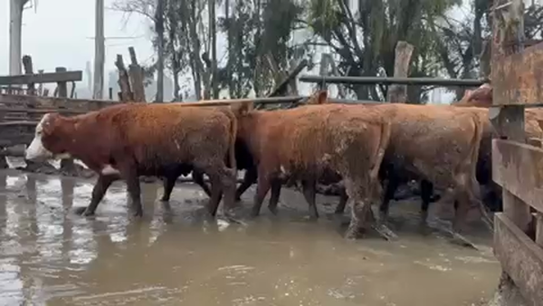 Lote 50 Vaquilla Gorda en VII  Región Maule, Yerbas Buenas