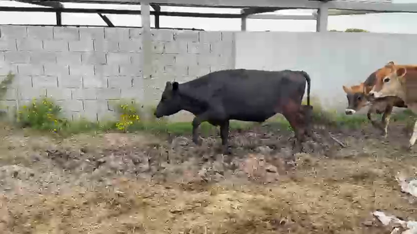 Lote NOVILLOS 1 a 2 AÑOS