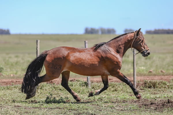Lote DEL SILENCIO  ILUSION