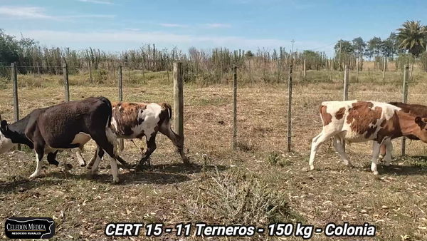 Lote 11 Terneros en Colonia