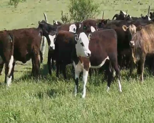 Lote 50 Terneras en Villaguay, Entre Ríos