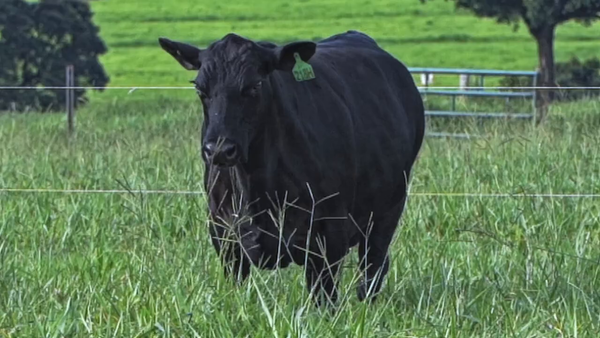 Lote PACK 5 EMBRIONES ANAMÉLIA FIY 218H X BIG TOWN