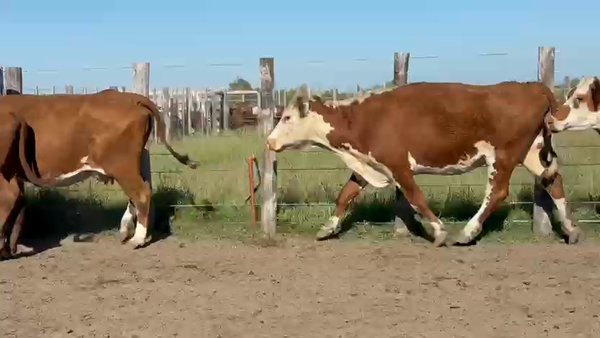 Lote 131 Vacas de invernar en Corrientes, Sauce
