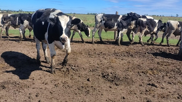 Lote 30 Novillitos Holando Argentino en Franck, Santa Fe