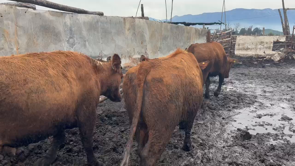 Lote 25 Vaquilla Gorda en Mostazal, VI Región O'Higgins