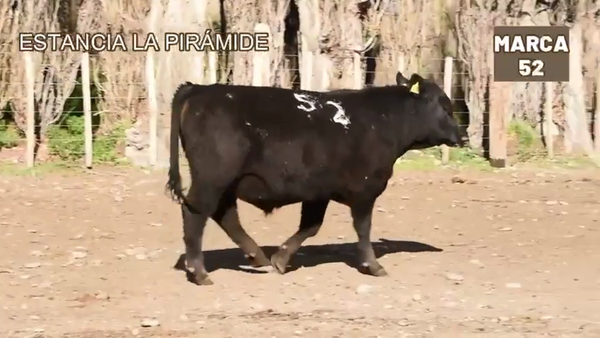 Lote 1 Toro