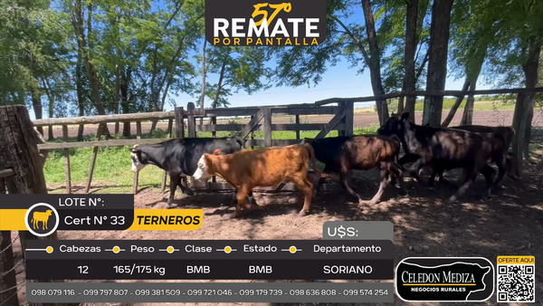 Lote 12 Terneros en Agraciada, Soriano