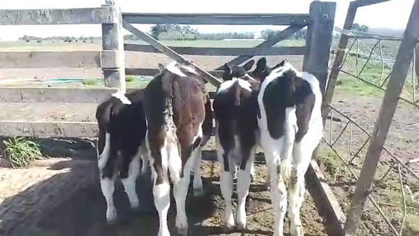 Lote 4 Terneros HOLANDO 100kg - , San José