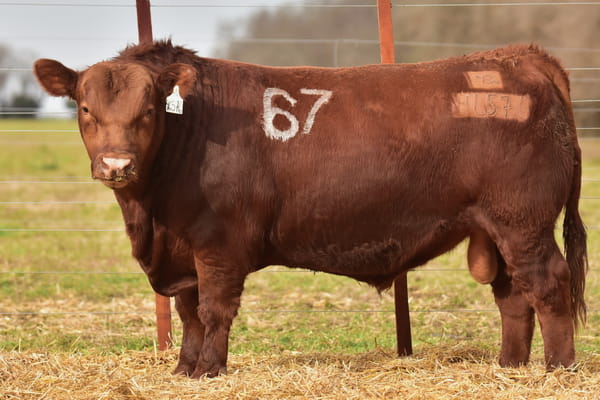 46576 — TOROS ANGUS PC
