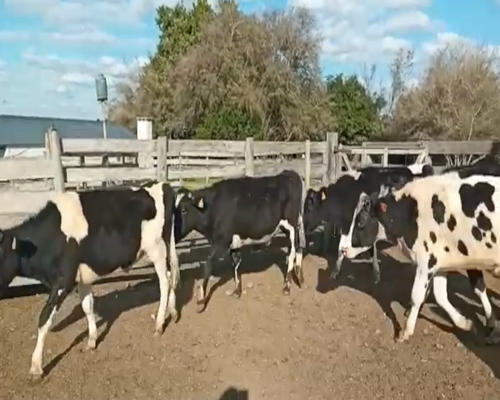 Lote (Vendido)12 Novillos HOLANDO 281kg -  en CARRETON