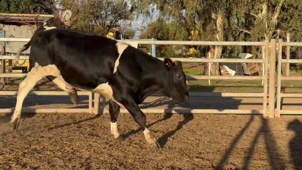Lote 41 Novillitos
