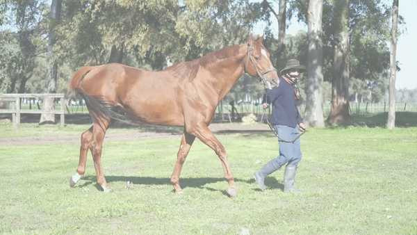 Lote SOUTHERN CAT (SCAT DADDY -  SATURNAL)